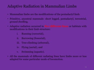 Adaptive Radiation in Mammalian Limbs
• Mammalian limbs are the modifications of the pentadactyl limb.
• Primitive, ancestral mammals- short legged, pentadactyl, terrestrial,
ground dwelling.
• Adaptive radiation occurred in five different lines or habitats with
modifications in their limb structure:
i. Running (cursorial),
ii. Burrowing (fossorial),
iii. Tree-climbing (arboreal),
iv. Flying (aerial), and
v. Swimming (aquatic).
• All the mammals of different radiating lines have limbs more or less
adapted for some particular mode of locomotion.
24
 