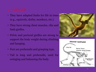 1. Arboreal:
• They have adapted limbs for life in trees
(e.g., squirrels, sloths, monkeys, etc.).
• They have strong chest muscles, ribs and
limb girdles.
• Pelvic and pectoral girdles are strong to
support the body weight during climbing
and hanging.
• Feet are prehensile and grasping type.
• Tail is long and prehensile, used for
swinging and balancing the body.
26
 