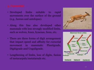 3. Cursorial:
• Developed limbs suitable to rapid
movements over the surface of the ground
(e.g., horses and antelopes).
• Along this line also developed other
mammals with less strongly modified limbs,
such as wolves, foxes, hyaenas, lions, etc.
• There are three forms of digit arrangement
that impact speed and affinity for cursorial
movement in mammals: Plantigrade,
Digitigrade and Unguligrade.
• Lengthening of limbs, loss of digits, fusion
of metacarpals/metatarsals etc.
28
 