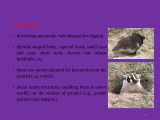 4. Fossorial:
• Burrowing mammals, well adapted for digging.
• Spindle shaped body, tapered head, small eyes
and ears, short neck, shorter but robust
forelimbs, etc.
• Some are poorly adapted for locomotion on the
ground (e.g. moles).
• Some retain structures enabling them to move
readily on the surface of ground (e.g., pocket
gophers and badgers).
29
 
