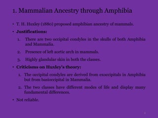1. Mammalian Ancestry through Amphibia
• T. H. Huxley (1880) proposed amphibian ancestry of mammals.
• Justifications:
1. There are two occipital condyles in the skulls of both Amphibia
and Mammalia.
2. Presence of left aortic arch in mammals.
3. Highly glandular skin in both the classes.
• Criticisms on Huxley's theory:
1. The occipital condyles are derived from exoccipitals in Amphibia
but from basioccipital in Mammalia.
2. The two classes have different modes of life and display many
fundamental differences.
• Not reliable.
3
 
