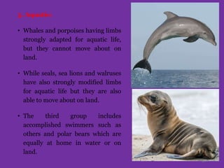 5. Aquatic:
• Whales and porpoises having limbs
strongly adapted for aquatic life,
but they cannot move about on
land.
• While seals, sea lions and walruses
have also strongly modified limbs
for aquatic life but they are also
able to move about on land.
• The third group includes
accomplished swimmers such as
others and polar bears which are
equally at home in water or on
land.
30
 