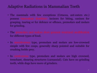 Adaptive Radiations in Mammalian Teeth
• The mammals with few exceptions (Cetacea, ant-eaters etc.)
possess heterodont dentition- incisors for biting, canines for
grasping, tearing or for defence or offence, premolars and molars
for grinding.
• The premolars and molars show greatest structural modification
for different types of food.
• In insectivorous type, premolars and molars are low-crowned
simple with few cusps, generally sharp pointed and suitable for
crushing feeble prey.
• In carnivorous type, premolars and molars are high crowned,
trenchant, shearing structures (carnassial). Cats have no grinding
teeth, while dogs have more of grinders.
31
 