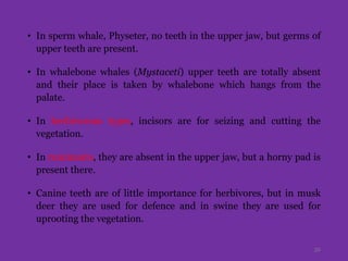 • In sperm whale, Physeter, no teeth in the upper jaw, but germs of
upper teeth are present.
• In whalebone whales (Mystaceti) upper teeth are totally absent
and their place is taken by whalebone which hangs from the
palate.
• In herbivorous types, incisors are for seizing and cutting the
vegetation.
• In ruminants, they are absent in the upper jaw, but a horny pad is
present there.
• Canine teeth are of little importance for herbivores, but in musk
deer they are used for defence and in swine they are used for
uprooting the vegetation.
32
 