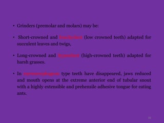 • Grinders (premolar and molars) may be:
• Short-crowned and brachydont (low crowned teeth) adapted for
succulent leaves and twigs,
• Long-crowned and hypsodont (high-crowned teeth) adapted for
harsh grasses.
• In myrmecophagous type teeth have disappeared, jaws reduced
and mouth opens at the extreme anterior end of tubular snout
with a highly extensible and prehensile adhesive tongue for eating
ants.
33
 