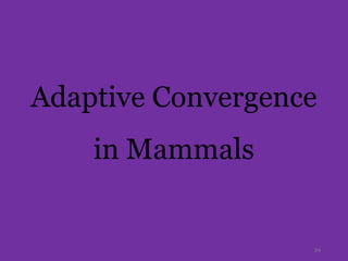 Adaptive Convergence
in Mammals
34
 