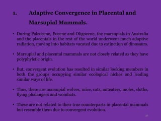 1. Adaptive Convergence in Placental and
Marsupial Mammals.
• During Paleocene, Eocene and Oligocene, the marsupials in Australia
and the placentals in the rest of the world underwent much adaptive
radiation, moving into habitats vacated due to extinction of dinosaurs.
• Marsupial and placental mammals are not closely related as they have
polyphyletic origin.
• But, convergent evolution has resulted in similar looking members in
both the groups occupying similar ecological niches and leading
similar ways of life.
• Thus, there are marsupial wolves, mice, cats, anteaters, moles, sloths,
flying phalangers and wombats.
• These are not related to their true counterparts in placental mammals
but resemble them due to convergent evolution.
36
 