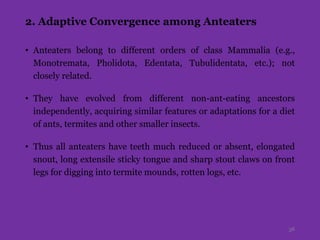 2. Adaptive Convergence among Anteaters
• Anteaters belong to different orders of class Mammalia (e.g.,
Monotremata, Pholidota, Edentata, Tubulidentata, etc.); not
closely related.
• They have evolved from different non-ant-eating ancestors
independently, acquiring similar features or adaptations for a diet
of ants, termites and other smaller insects.
• Thus all anteaters have teeth much reduced or absent, elongated
snout, long extensile sticky tongue and sharp stout claws on front
legs for digging into termite mounds, rotten logs, etc.
38
 