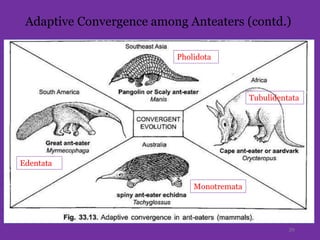Adaptive Convergence among Anteaters (contd.)
39
Monotremata
Pholidota
Edentata
Tubulidentata
 