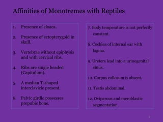 Affinities of Monotremes with Reptiles
1. Presence of cloaca.
2. Presence of ectopterygoid in
skull.
3. Vertebrae without epiphysis
and with cervical ribs.
4. Ribs are single headed
(Capitulum).
5. A median T-shaped
interclavicle present.
6. Pelvic girdle possesses
prepubic bone.
5
7. Body temperature is not perfectly
constant.
8. Cochlea of internal ear with
lagina.
9. Ureters lead into a urinogenital
sinus.
10. Corpus callosum is absent.
11. Testis abdominal.
12. Oviparous and meroblastic
segmentation.
 