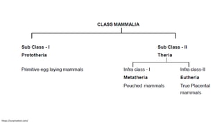 Class: General Characters, Mammals classification , Adaptation. | PPTX