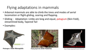 Class: General Characters, Mammals classification , Adaptation. | PPTX