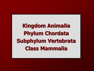 Kingdom Animalia
Phylum Chordata
Subphylum Vertebrata
Class Mammalia
 