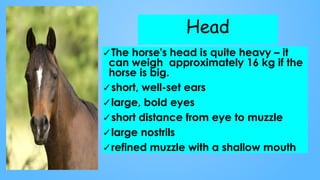 Head
✓The horse's head is quite heavy – it
can weigh approximately 16 kg if the
horse is big.
✓short, well-set ears
✓large, bold eyes
✓short distance from eye to muzzle
✓large nostrils
✓refined muzzle with a shallow mouth
 
