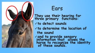 Ears
They use their hearing for
three primary functions:
✓to detect sounds
✓to determine the location of
the sound
✓and to provide sensory
information that allows the
horse to recognize the identity
of these sounds.
 