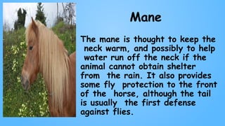 Mane
The mane is thought to keep the
neck warm, and possibly to help
water run off the neck if the
animal cannot obtain shelter
from the rain. It also provides
some fly protection to the front
of the horse, although the tail
is usually the first defense
against flies.
 