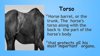 Torso
*Horse barrel, or the
trunk. The horse's
torso along with the
back is the part of the
horse's body
*that protects all his
most important organs.
 