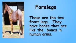 Forelegs
These are the two
front legs. They
have bones that are
like the bones in
human arms.
 