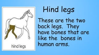 Hind legs
These are the two
back legs. They
have bones that are
like the bones in
human arms.
 