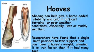 Hooves
Shoeing can help give a horse added
stability and grip in difficult
terrains or poor weather
conditions, especially wet or muddy
weather.
Researchers have found that a single
hoof provides better support and
can bear a horse's weight, allowing
it to run faster than if it had many
 