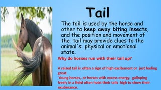Tail
The tail is used by the horse and
other to keep away biting insects,
and the position and movement of
the tail may provide clues to the
animal's physical or emotional
state.
Why do horses run with their tail up?
A raised tail is often a sign of high excitement or just feeling
great.
Young horses, or horses with excess energy, galloping
freely in a field often hoist their tails high to show their
exuberance.
 