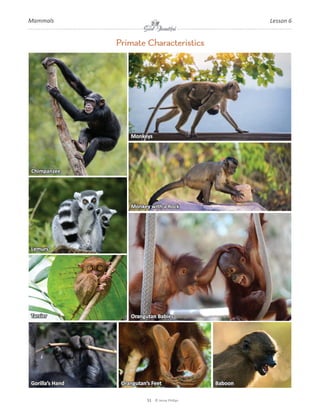 Mammals-SAMPLE-1.0.pdf