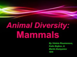 Animal Diversity:   Mammals By Violeta Roumenova, Kalin Bojkov, & Martin Damyanov 10/4 