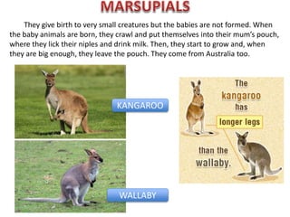 They give birth to very small creatures but the babies are not formed. When
the baby animals are born, they crawl and put themselves into their mum’s pouch,
where they lick their niples and drink milk. Then, they start to grow and, when
they are big enough, they leave the pouch. They come from Australia too.
WALLABY
KANGAROO
 