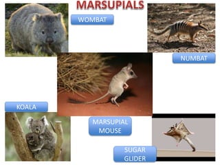 MARSUPIAL
MOUSE
SUGAR
GLIDER
NUMBAT
KOALA
WOMBAT
 
