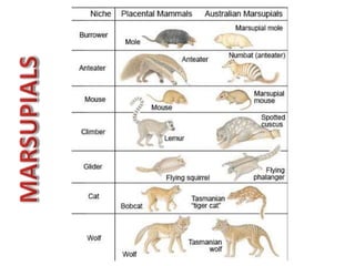 Mammals 2