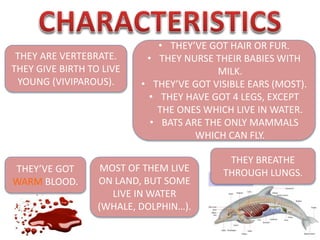 THEY ARE VERTEBRATE.
THEY GIVE BIRTH TO LIVE
YOUNG (VIVIPAROUS).
• THEY’VE GOT HAIR OR FUR.
• THEY NURSE THEIR BABIES WITH
MILK.
• THEY’VE GOT VISIBLE EARS (MOST).
• THEY HAVE GOT 4 LEGS, EXCEPT
THE ONES WHICH LIVE IN WATER.
• BATS ARE THE ONLY MAMMALS
WHICH CAN FLY.
THEY’VE GOT
WARM BLOOD.
MOST OF THEM LIVE
ON LAND, BUT SOME
LIVE IN WATER
(WHALE, DOLPHIN…).
THEY BREATHE
THROUGH LUNGS.
 