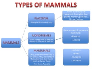MAMMALS
PLACENTAL
(They give birth to live young)
Most mammals are
placental. Examples: lion,
giraffe, monkey, panther,…
Human beings.
There are only 2 oviparous
mammals:
- Platypus
- Echidna
MONOTREMES
(They lay eggs, that is, they are
oviparous). They live in Australia.
MARSUPIALS
(They give birth but the baby is
not formed. They crawl and put
themselves into their mum’s
pouch and grow there).
They live in Australia.
Examples:
- Koala
- Kangaroo
- Wombat
 