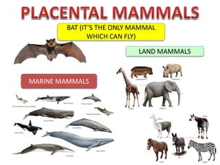 MARINE MAMMALS
LAND MAMMALS
BAT (IT’S THE ONLY MAMMAL
WHICH CAN FLY)
 