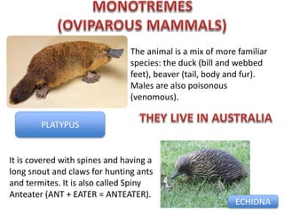 PLATYPUS
It is covered with spines and having a
long snout and claws for hunting ants
and termites. It is also called Spiny
Anteater (ANT + EATER = ANTEATER).
The animal is a mix of more familiar
species: the duck (bill and webbed
feet), beaver (tail, body and fur).
Males are also poisonous
(venomous).
ECHIDNA
 