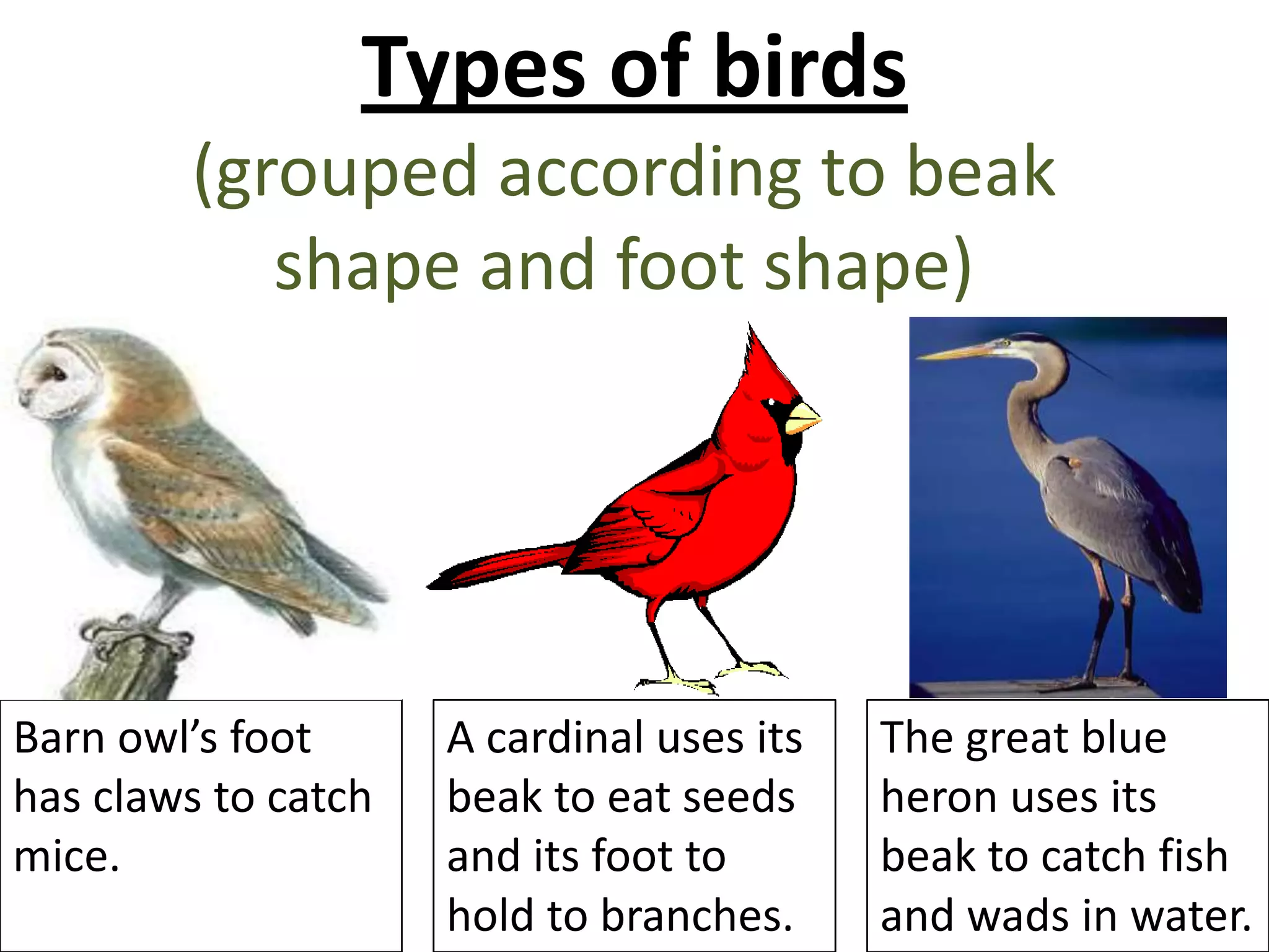 Mammals and birds | PPTX