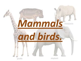Mammals and birds. 