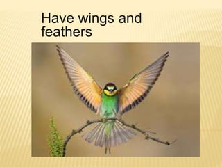 Mammals and birds.ppt