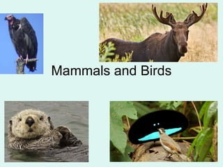 Mammals and Birds
 