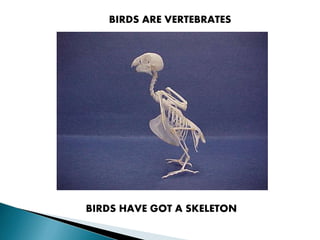 BIRDS ARE VERTEBRATES
BIRDS HAVE GOT A SKELETON
 