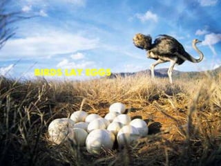 BIRDS LAY EGGS
 