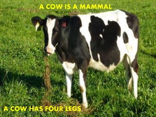 A COW IS A MAMMAL
A COW HAS FOUR LEGS
 