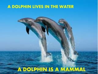 A DOLPHIN LIVES IN THE WATER
A DOLPHIN IS A MAMMAL
 