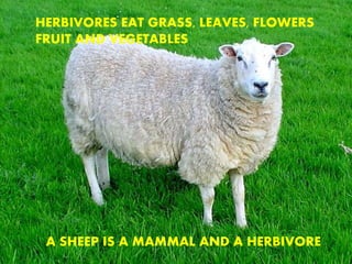 HERBIVORES EAT GRASS, LEAVES, FLOWERS
FRUIT AND VEGETABLES
A SHEEP IS A MAMMAL AND A HERBIVORE
 