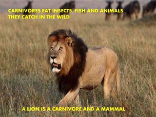 CARNIVORES EAT INSECTS, FISH AND ANIMALS
THEY CATCH IN THE WILD
A LION IS A CARNIVORE AND A MAMMAL
 