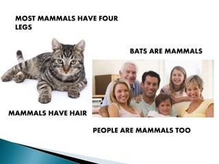 MOST MAMMALS HAVE FOUR
LEGS
BATS ARE MAMMALS
PEOPLE ARE MAMMALS TOO
MAMMALS HAVE HAIR
 