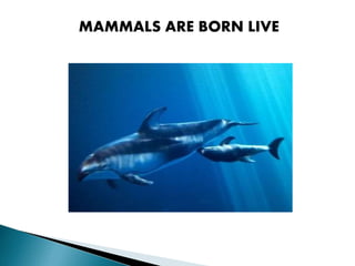 MAMMALS ARE BORN LIVE
 