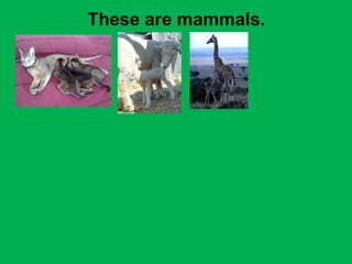 These are mammals. 
 