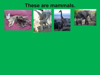 These are mammals. 
 