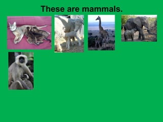 These are mammals. 
 