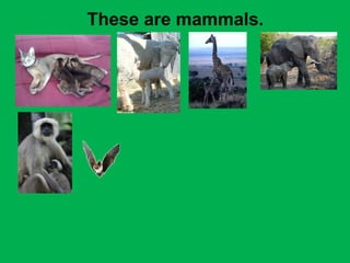These are mammals. 
 